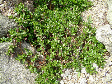 Brockengarten Salix angulorum bis Salix nivalis saximontana (Bilder